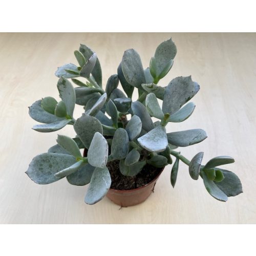 Cotyledon orbiculata 