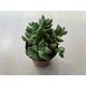 Crassula ausensis