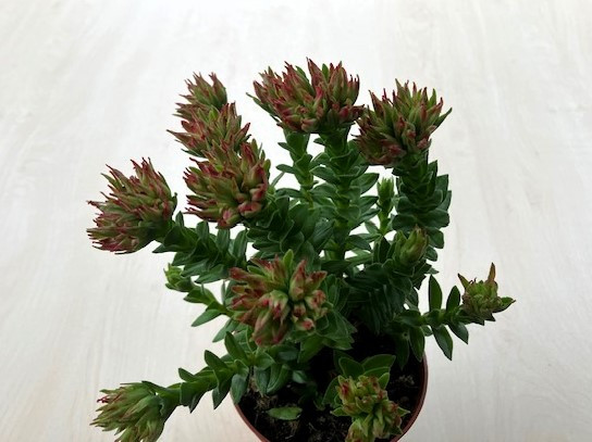 Crassula coccinea