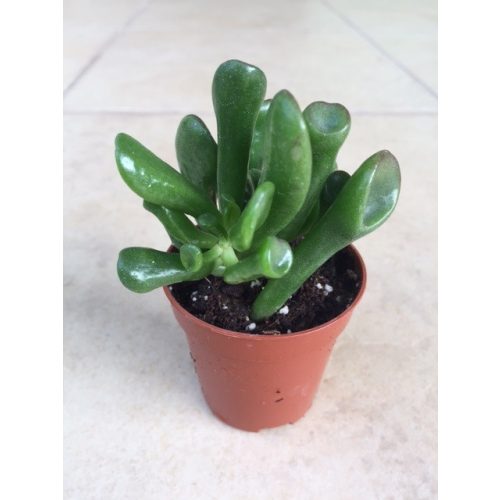 Crassula ovata 'Gollum'