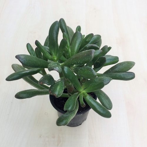 Crassula ovata 'Hobbit'