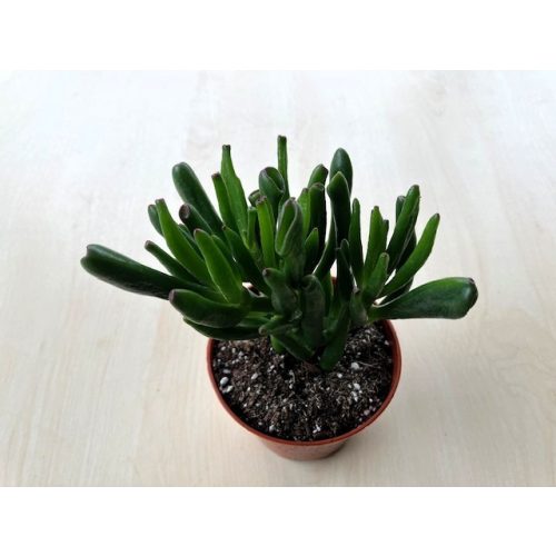 Crassula ovata 'Hobbit'