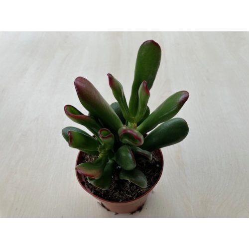 Crassula ovata 'Hobbit'