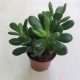 Crassula ovata 'Hobbit'