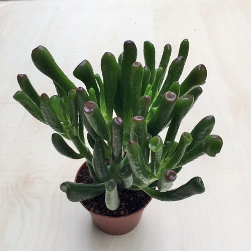 Crassula ovata 'Horn Tree'