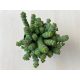 Crassula rupestris subsp marnieriana