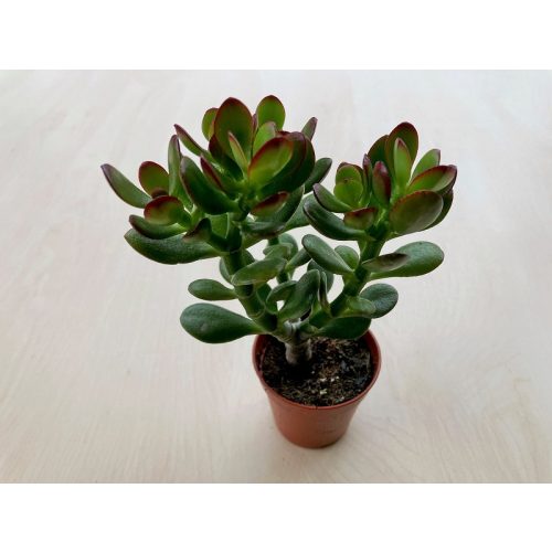 Crassula ovata 'Minima'