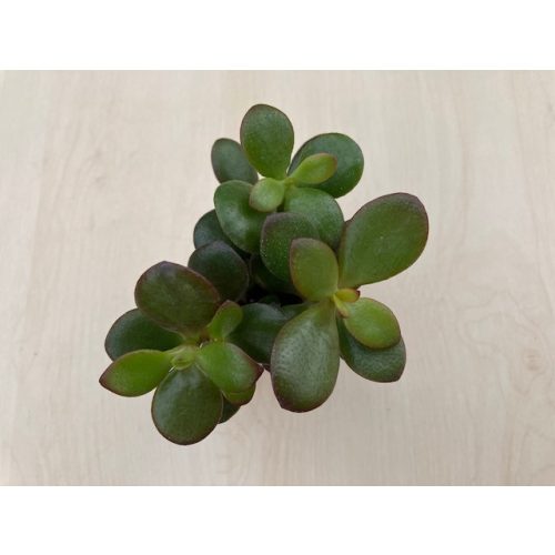 Crassula ovata 'Minor'