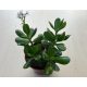 Crassula ovata - 12 cm cserép