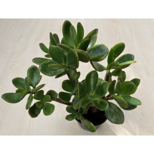 Crassula ovata magas