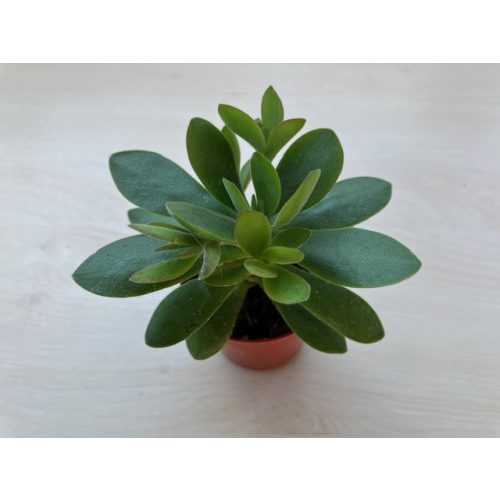 Crassula ovata 'Money maker'