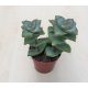 Crassula perforata 'Giant form''