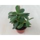 Crassula rogersii