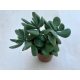 Crassula rogersii