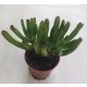 Crassula ovata 'Skinny Fingers'