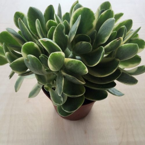 Crassula Swaziensis variegata