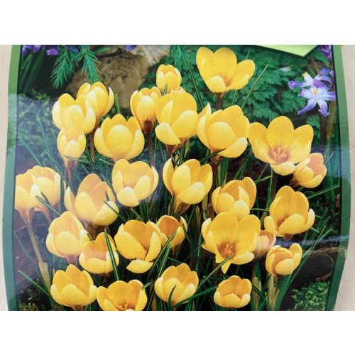 Crocus chrysanthus flower bulbs 10pcs