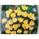 Crocus chrysanthus flower bulbs 10pcs