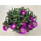 Delosperma ‘Wheels of Wonder Purple Wonder'