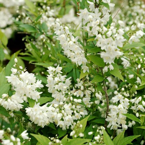 Deutzia gracilis 'Nikko'