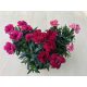 Dianthus 'Oscar'