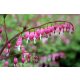 Dicentra spectabilis