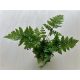 Dryopteris