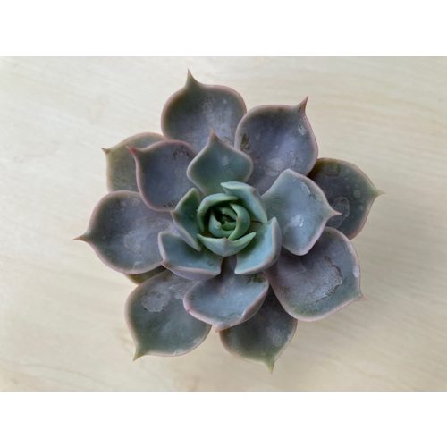 Echeveria