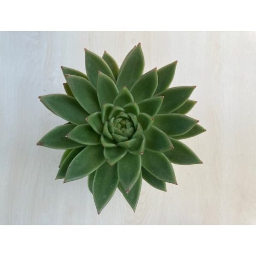 Echeveria agavoides