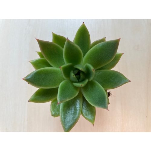 Echeveria agavoides