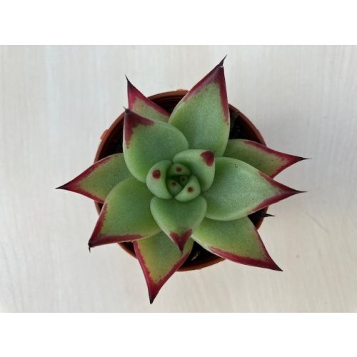 Echeveria agavoides 'Ebony'