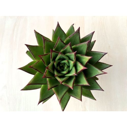 Echeveria agavoides 'Ebony'