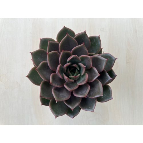 Echeveria agavoides 'Rosetta Maripo'