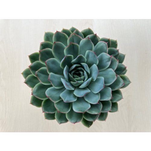 Echeveria 'Apus'