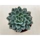 Echeveria 'Blue Atoll'