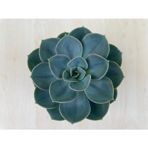 Echeveria 'Blue Atoll' 12 cm