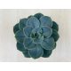 Echeveria 'Blue Atoll' 12 cm