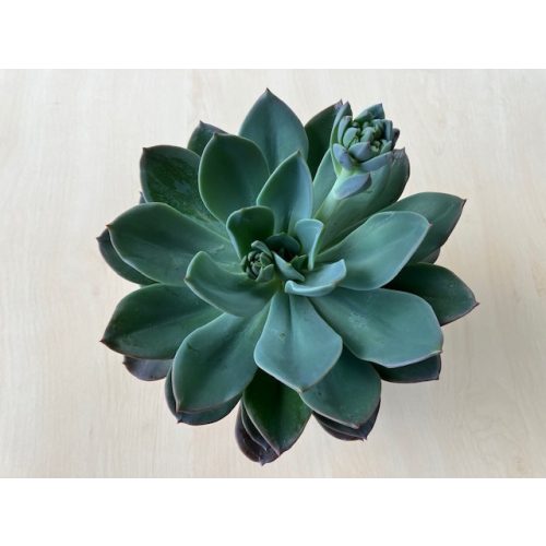 Echeveria 'Blue Princess'