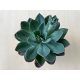 Echeveria 'Blue Princess'