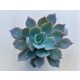 Echeveria cante