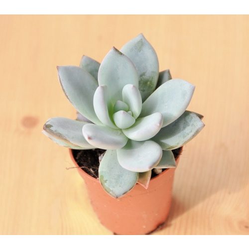 Echeveria 'Ice Crystal'