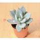 Echeveria 'Ice Crystal'