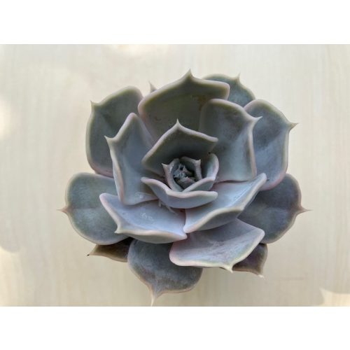 Echeveria lilacina