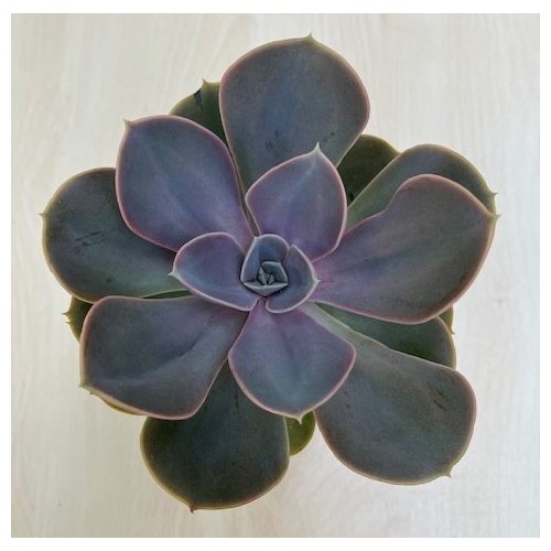 Echeveria Perle von Nurnberg