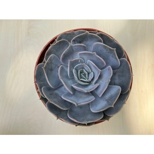 Echeveria 'Pollux'