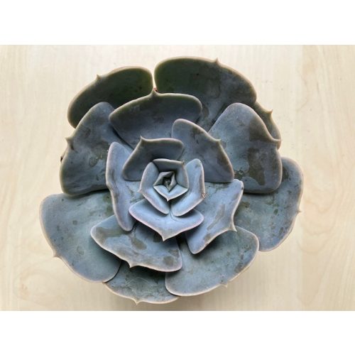 Echeveria 'Pollux'