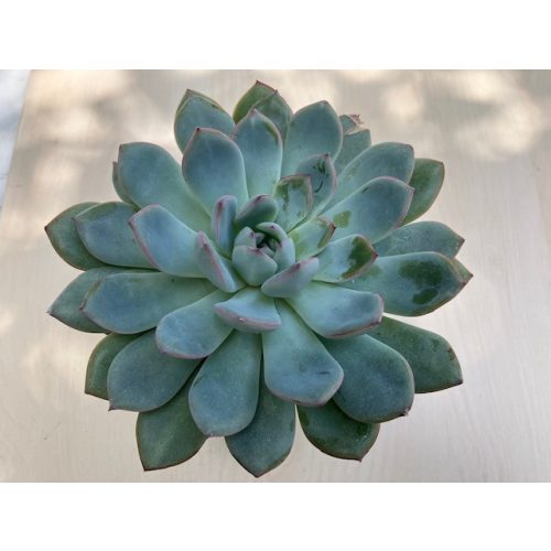 Echeveria pulidonis nagy