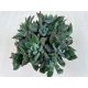 Echeveria Pulvinata 'Devotion' XL size