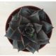 Echeveria purpusorum - 6