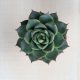 Echeveria purpusorum green